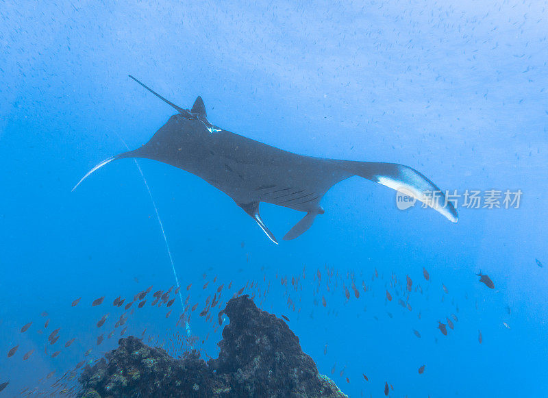 远洋蝠鲼(Manta birostris)游过清洁站。在世界自然保护联盟的红色名单中，这些优雅的动物正在成为野外罕见的景象。